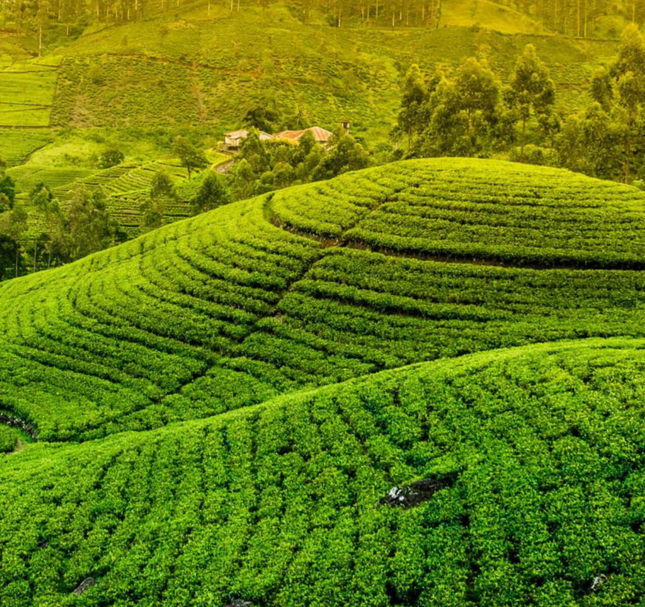 Tea Tour in Sri Lanka 3 1