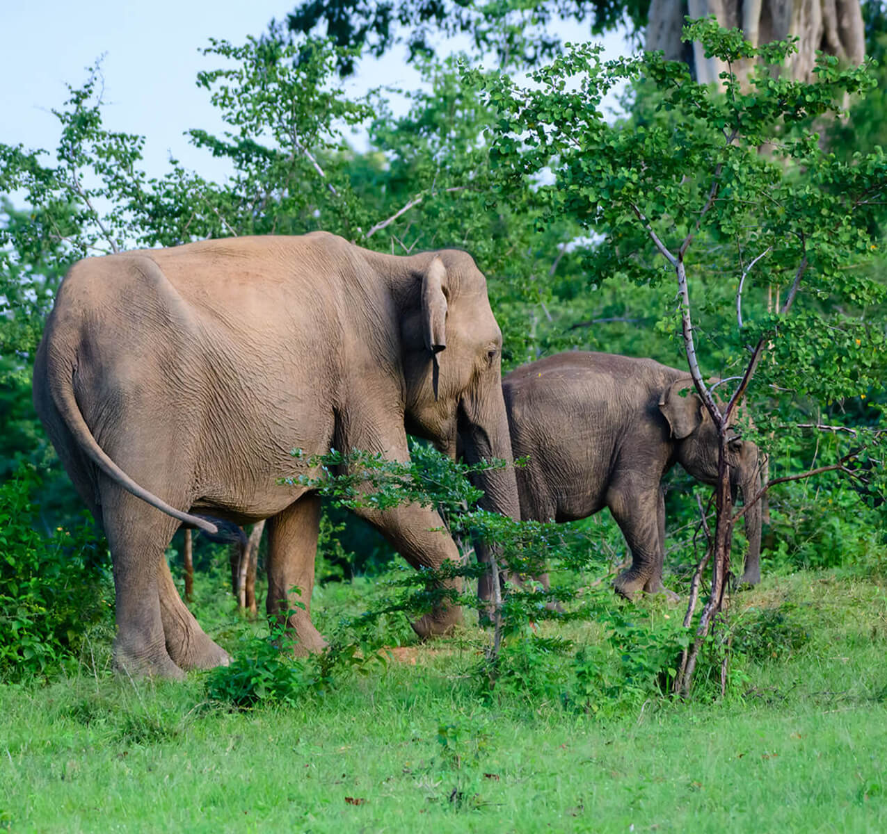 YalaNational Park 1