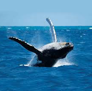 whale1