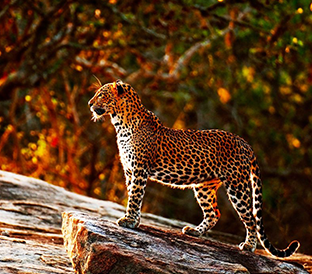 4 Days Tour Wildlife Tour
