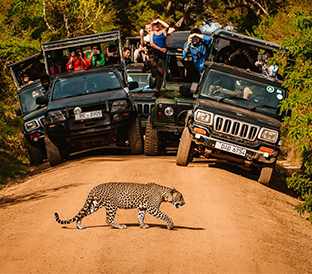 yala day tour